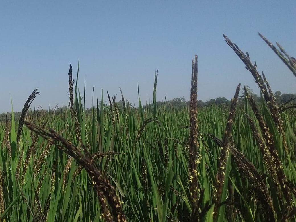 Black-husked Kalanamak panicles against a clear sky