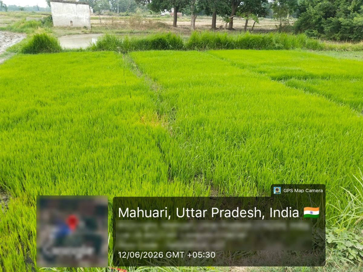 A paddy nursery photographed with a location and date stamp