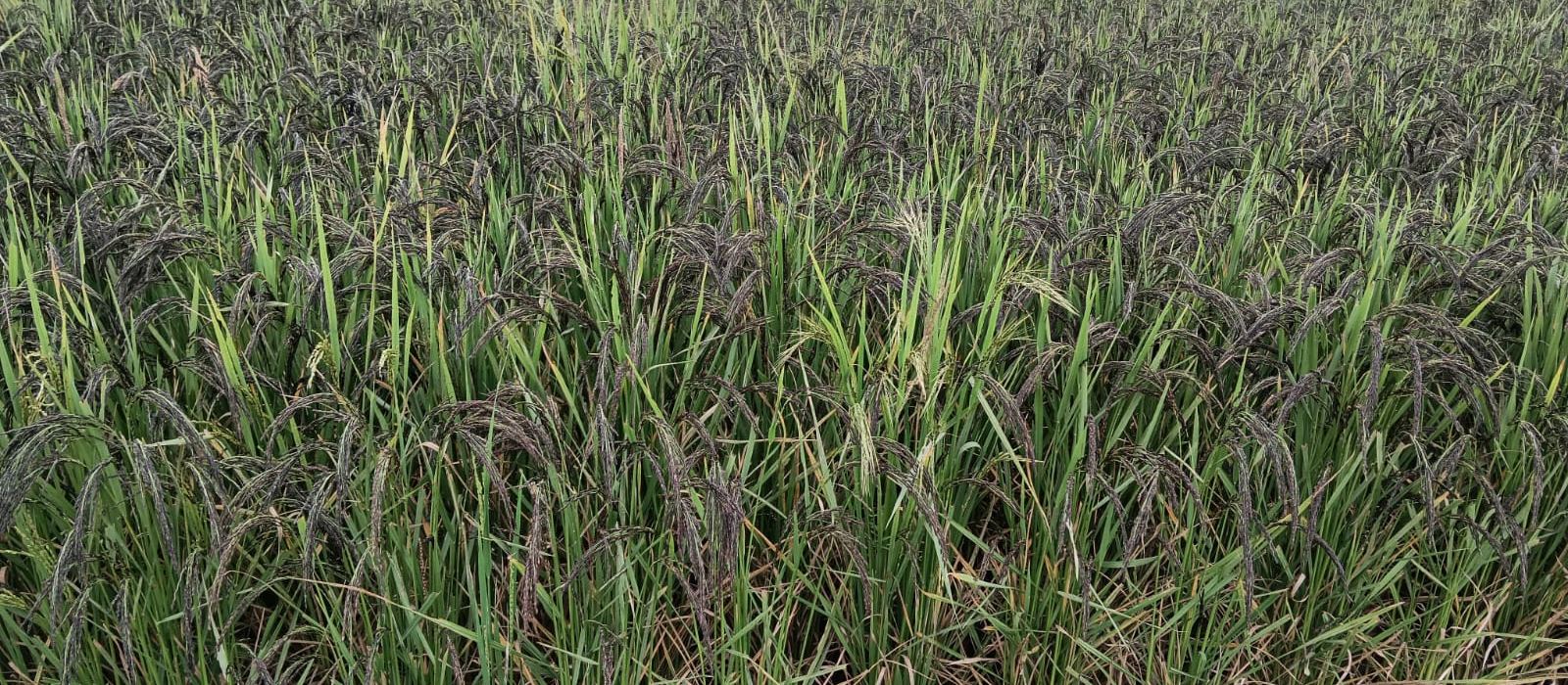 A field of black-husked Kalanamak paddy near Pipraich, Gorakhpur