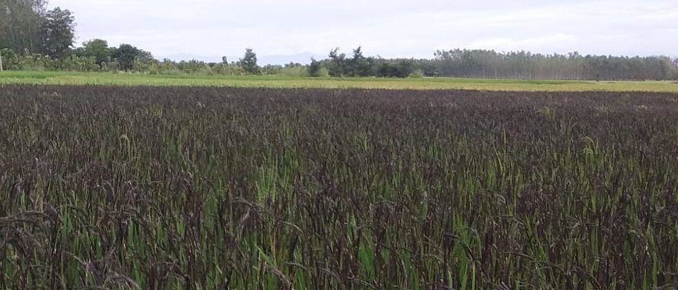 A wide field of dark Kalanamak paddy with trees on the horizon