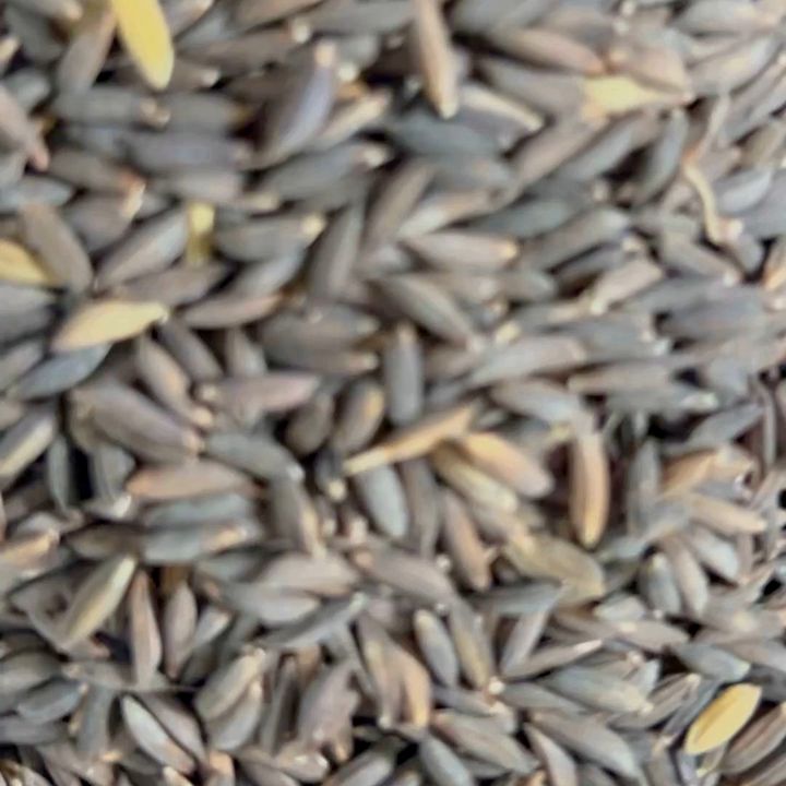 Close-up of black-husked Kalanamak paddy grains