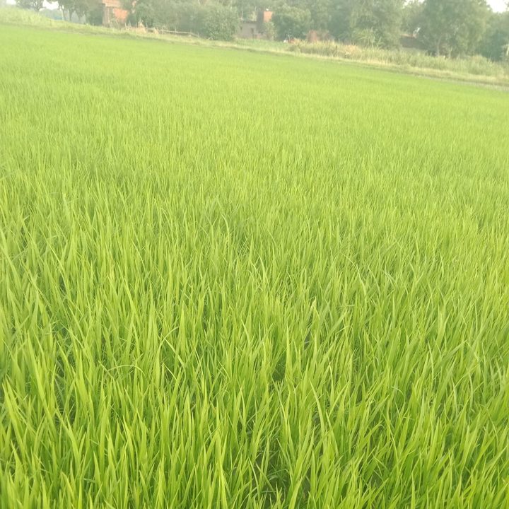 A field of young green paddy